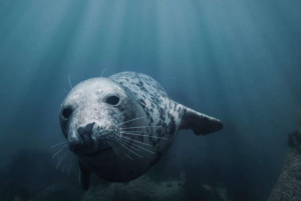 Closeup of a grey seal swimming underwater in transparent ocean water on Lundy Island, England