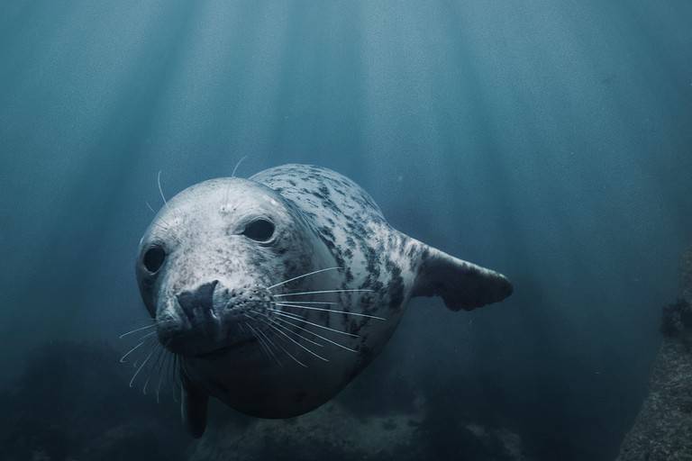 Closeup of a grey seal swimming underwater in transparent ocean water on Lundy Island, England