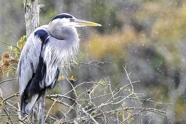 Great Blue Heron