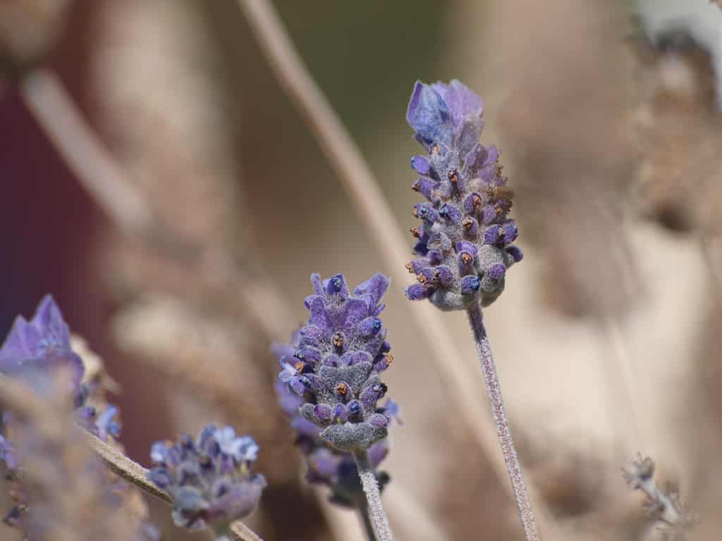 'Allwood' lavender with a bee