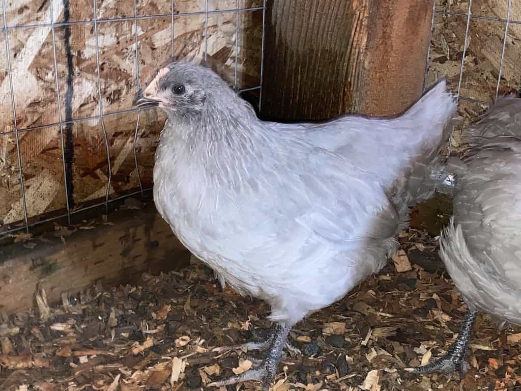 Lavender Orpington Pullet