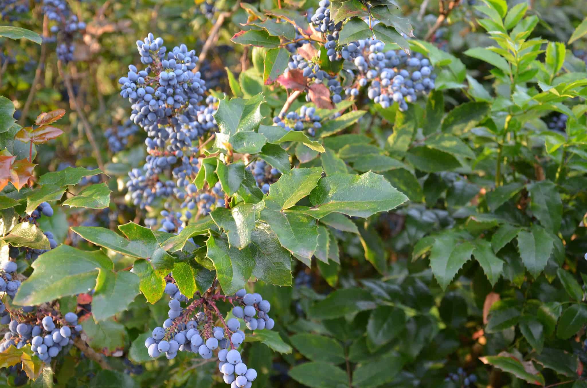 Discover the 14 Best Shrubs to Plant in Florida (From Flowering to