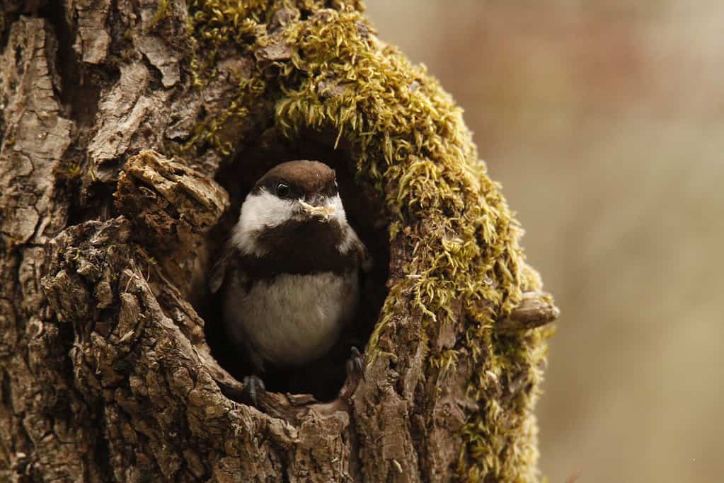 Chestnut-backed Chickadee in a tree hole with moss