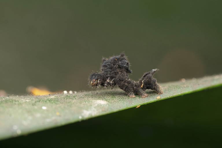 Hagmoth caterpillar,  Phobetron pithecium, Satara, Maharashtra, India