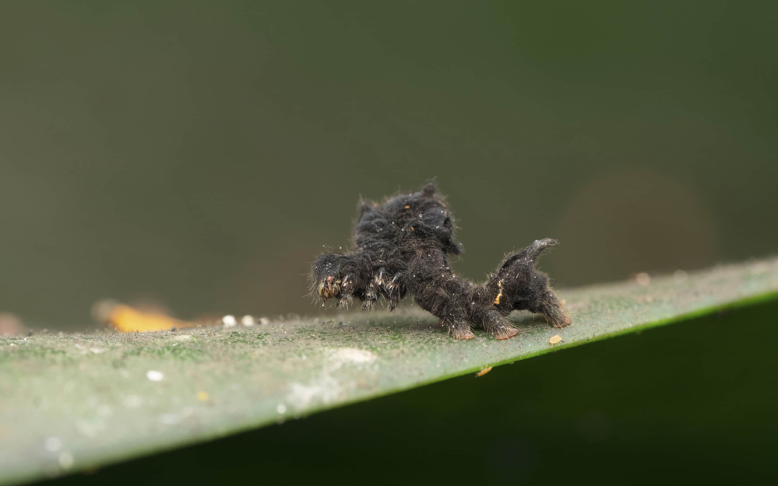 Hagmoth caterpillar,  Phobetron pithecium, Satara, Maharashtra, India
