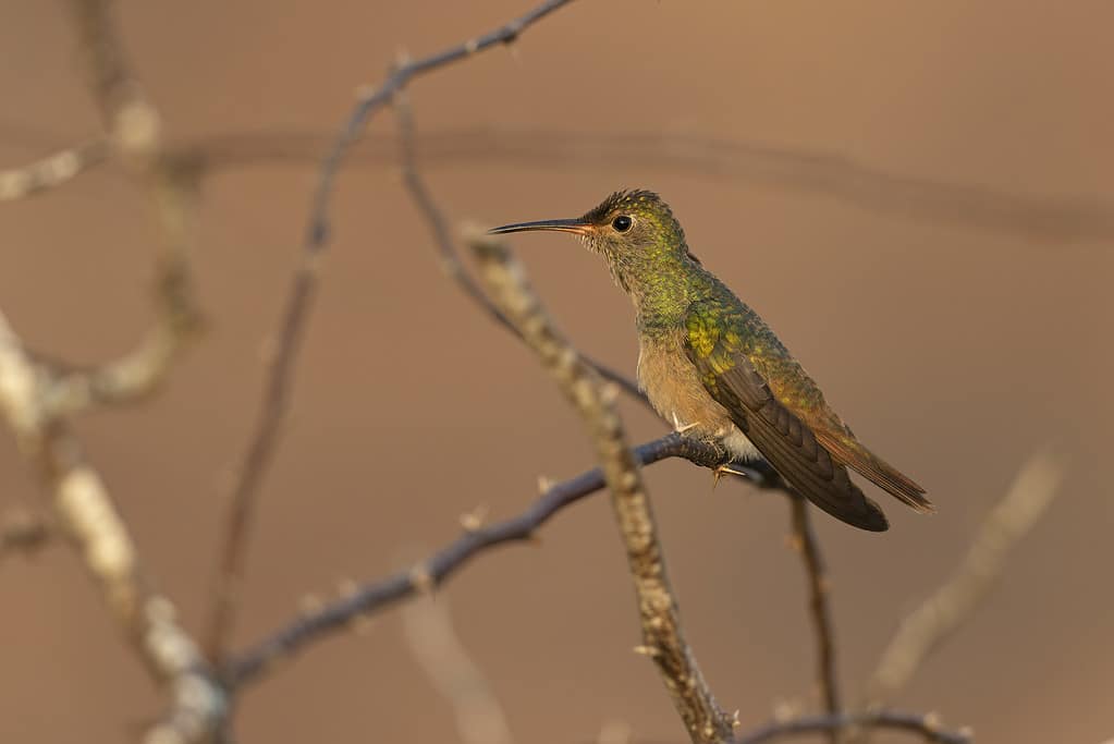 A buff-bellied hummingbird (Amazilia yucatanensis) perched on a branch resting.