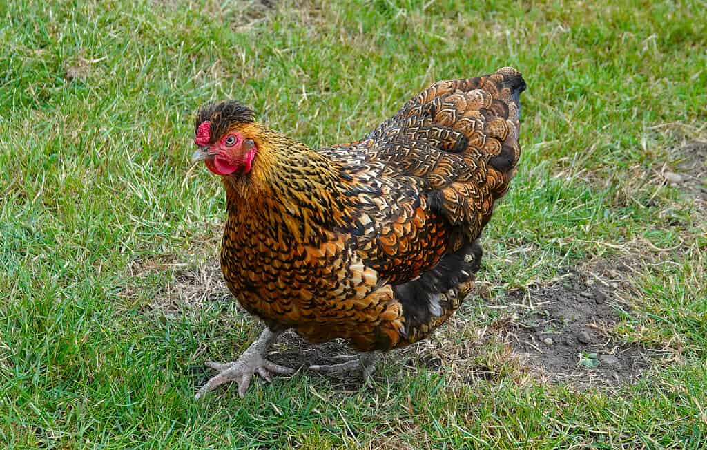 golden laced wyandotte