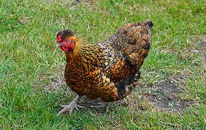 The Ultimate Golden Laced Wyandotte Chicken Guide: Everything You Need to Know From Appearance to Egg Laying Picture