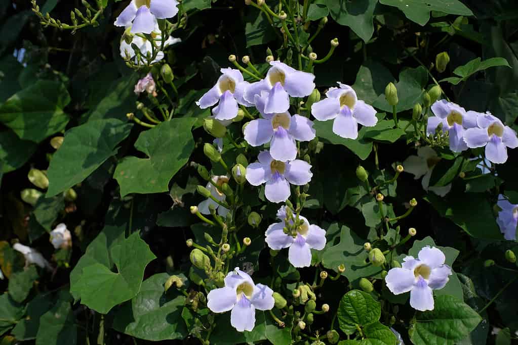 Blue trumpet vine (Thunbergia grandiflora) is an evergreen vine native often cultivated as a houseplant