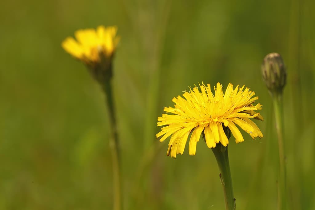 Closeup on 2 false dandelion , Hypochaeris radicata in a field against a green  background