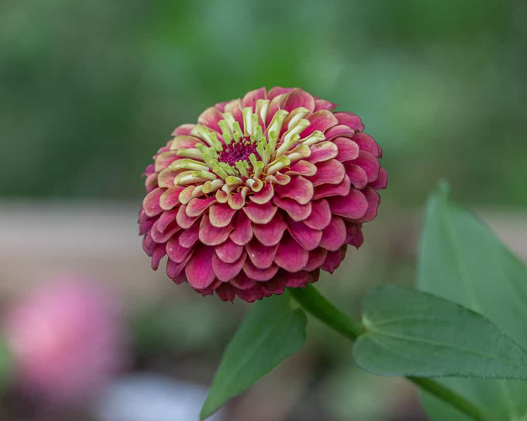 Queen red lime zinnia flower.