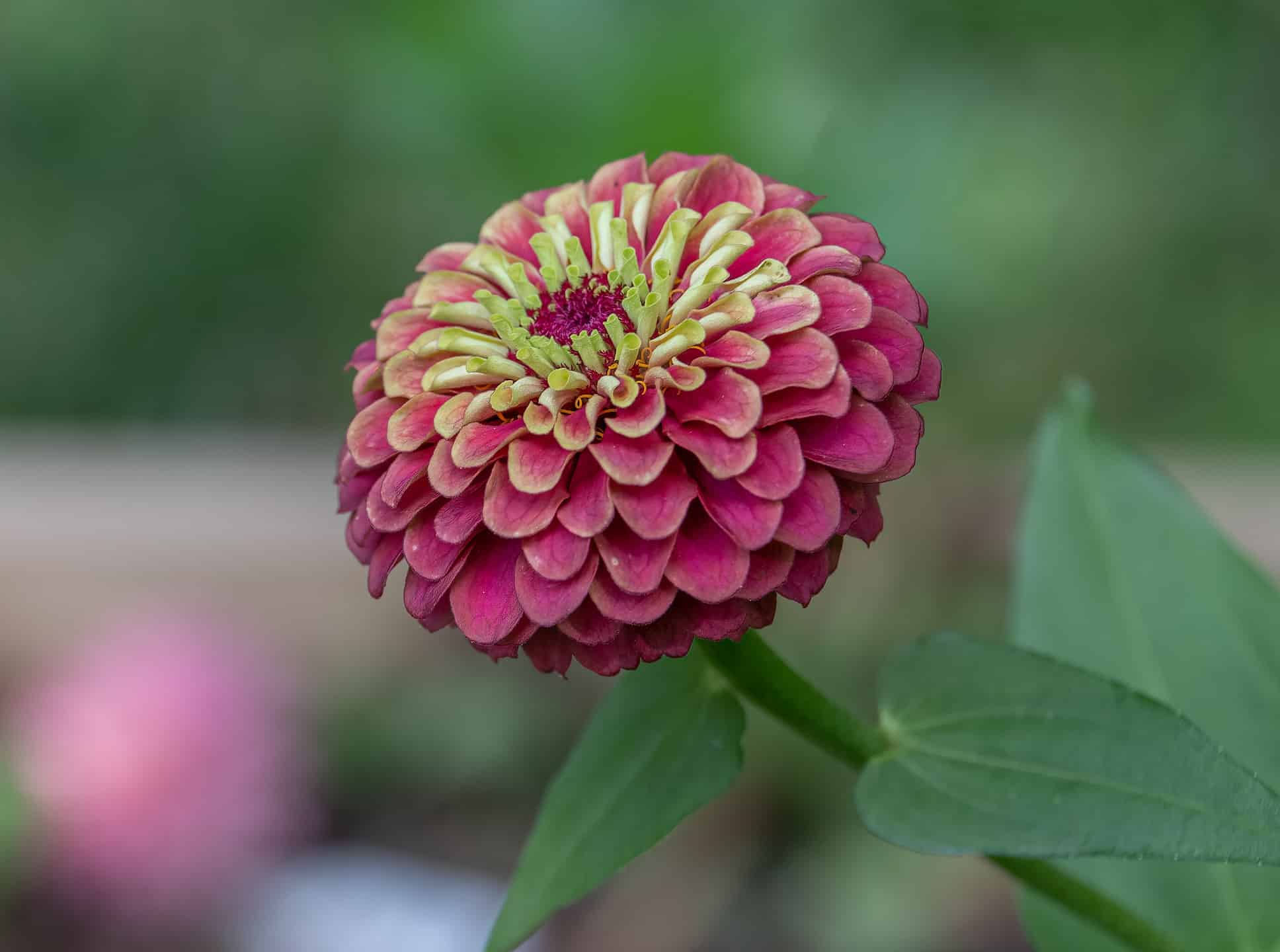 Zinnia, Close-up, Color Image, Flower, Garden
