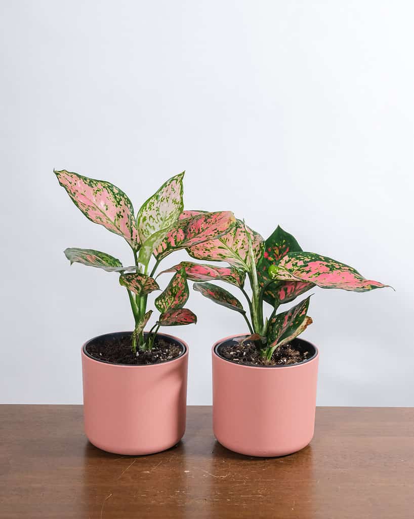 pink princess philodendron in pots