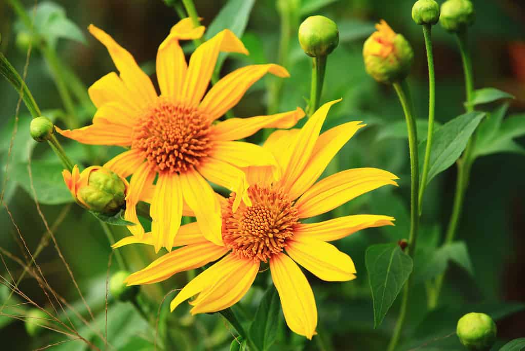 blooming Mexican Sunflowers(Tithonia flowers)