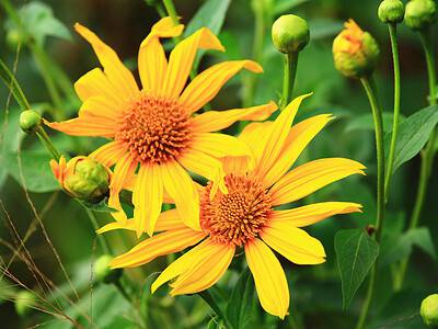 A The 16 Best Sunflower Companion Plants