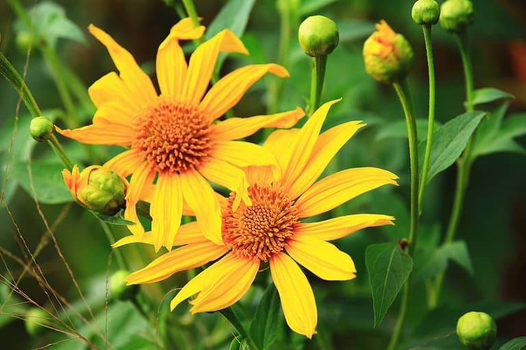 blooming Mexican Sunflowers(Tithonia flowers)