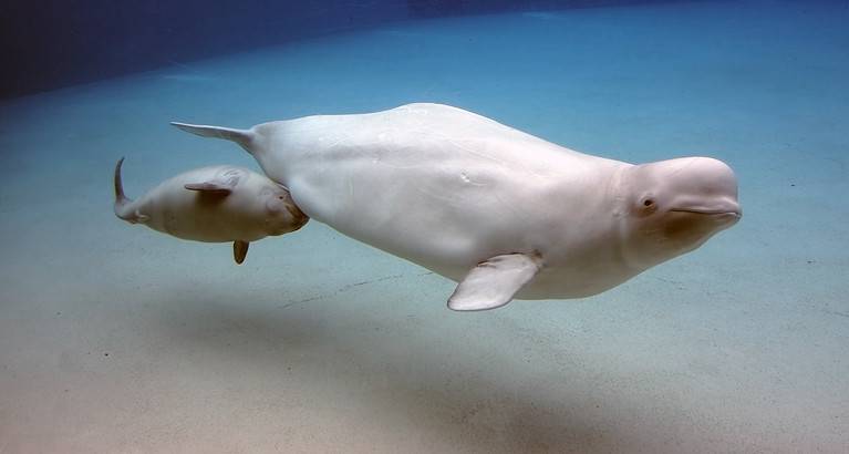 Beluga Whale and baby