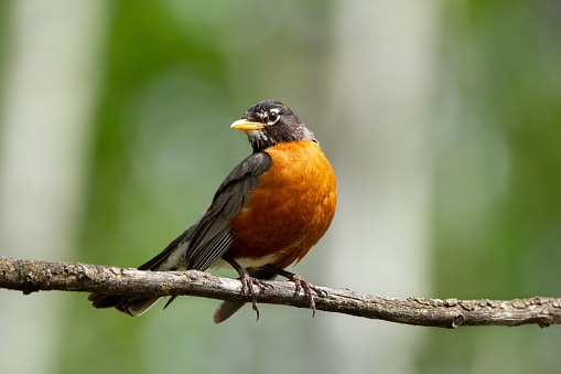 American robin perched on a tree in vibrant plumage in the wood.