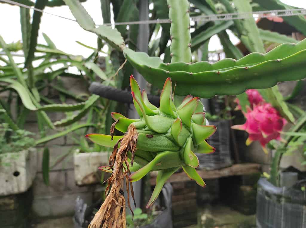 Selenicereus undatus, the white-fleshed pitahaya in pot plant