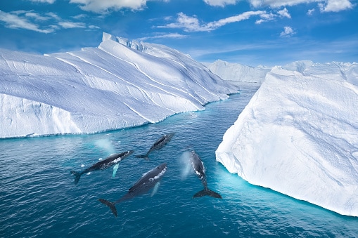 Aerial view of four Humpback Whale (Megaptera novaeangliae) swimming together among of icebergs in Greenland, Ilulissat Icefjord, Unesco World Heritage Site, Greenland