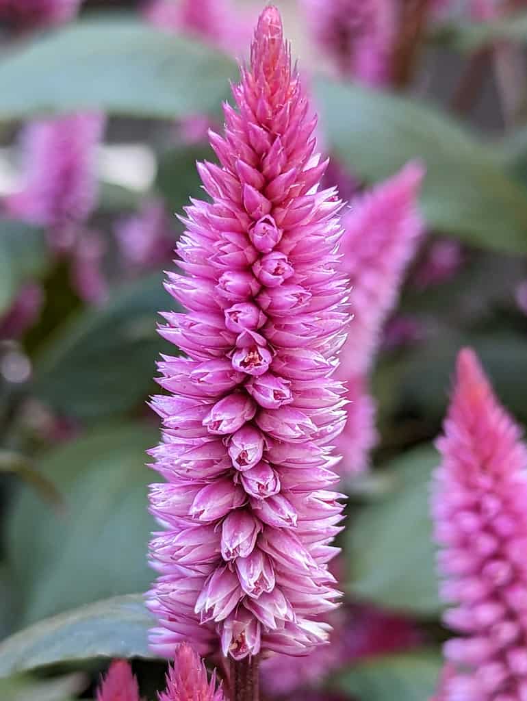 Woolflowers (Celosia spicata)