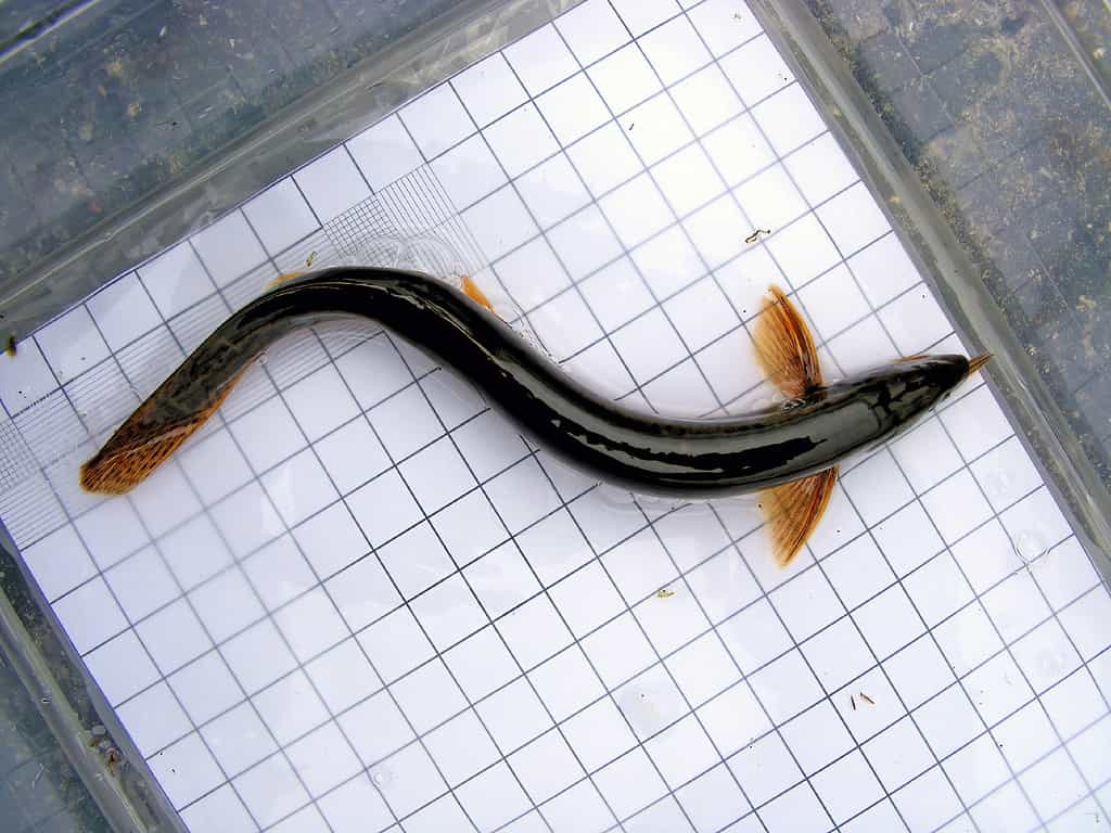 Fish Weather loach (Misgurnus fossilis) on the background of a 5 mm measurement grid. Ichthyology research.