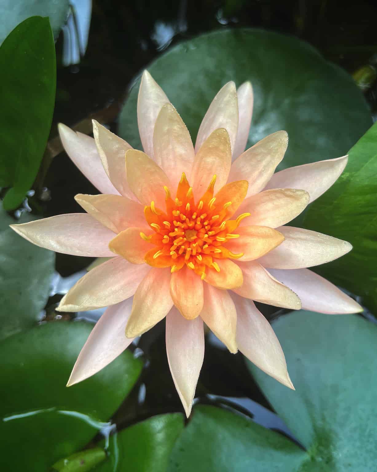 Water Lily Meaning, Symbolism, and Proper Occasions AZ Animals