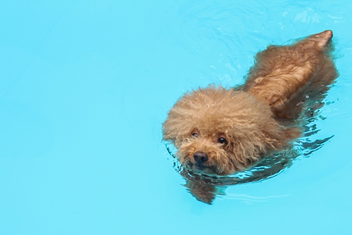 Poodle puppy swimming in a swimming pool