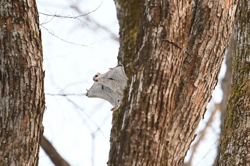 Siberian Flying Squirrel gliding from the tree