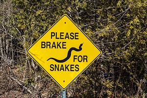 Oklahoma’s 3 Most Notable Snake Bite Incidents This Year Picture