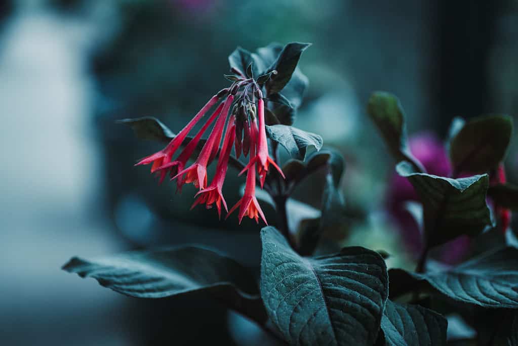 Vibrant red Fuchsia boliviana flower, illuminated in the evening by ambient light