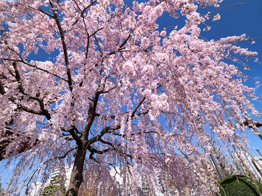 Weeping cherry blossoms in full bloom against the blue sky