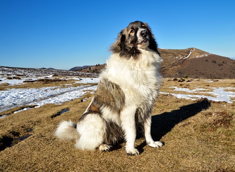 Pyrenean Mountain Dog
