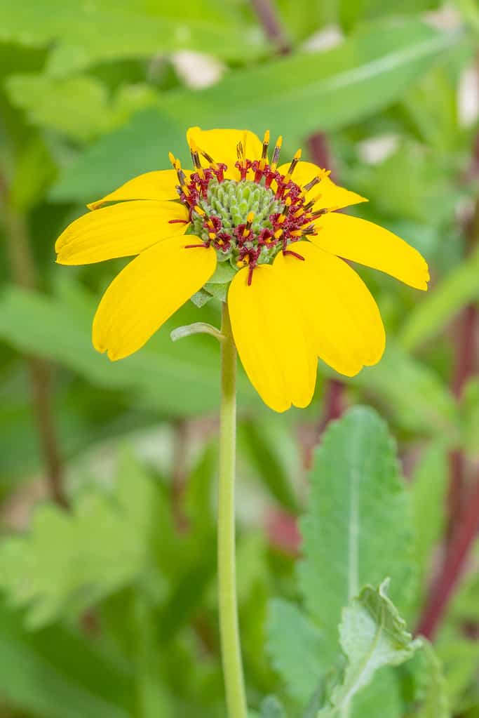 A single yellow daisy with a ring of red in the center.