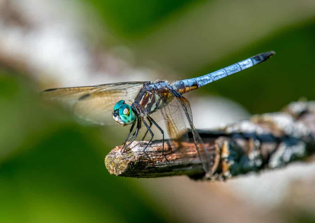 Blue Dasher Dragonfly