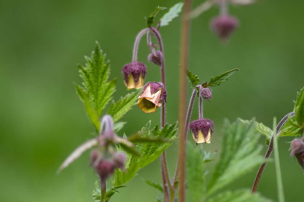 Geum rivale water avens wild flowering plant, purple red and yellow flowers in bloom