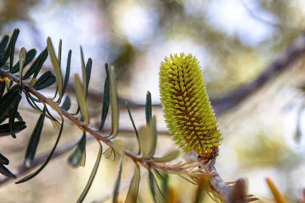 Silver banksia flower and cone, Banksia marginata, Tasmania, Australia. Close up of the flower spike through the leaves with bokeh background. Also known as Tasmanian honeysuckle.