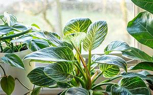 8 Houseplants that Love and Thrive in Direct Sunlight photo