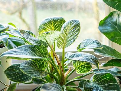 A Philodendron Birkin Care Guide: 10 Tips for a Healthy Plant