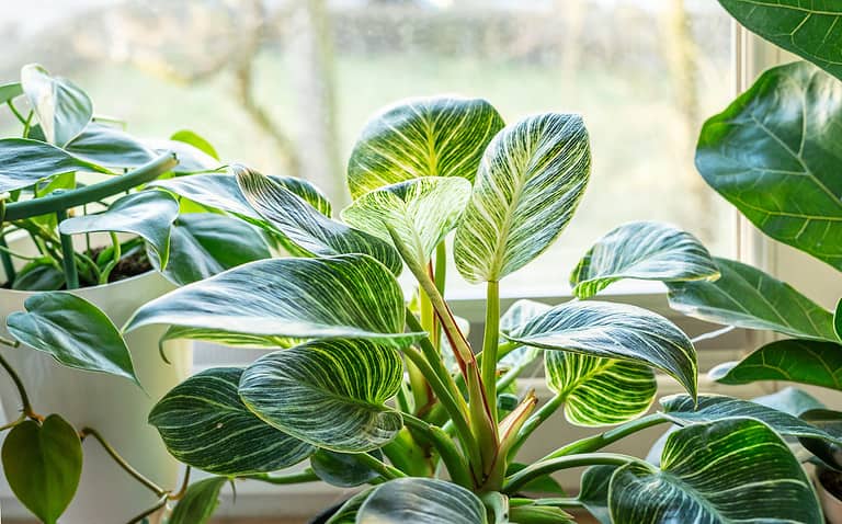 Close up of leaves philodendron white measures or birkin or new wave in the pot at home. Indoor gardening. Hobby. Green houseplants. Modern room decor, interior. Lifestyle, Still life with plants