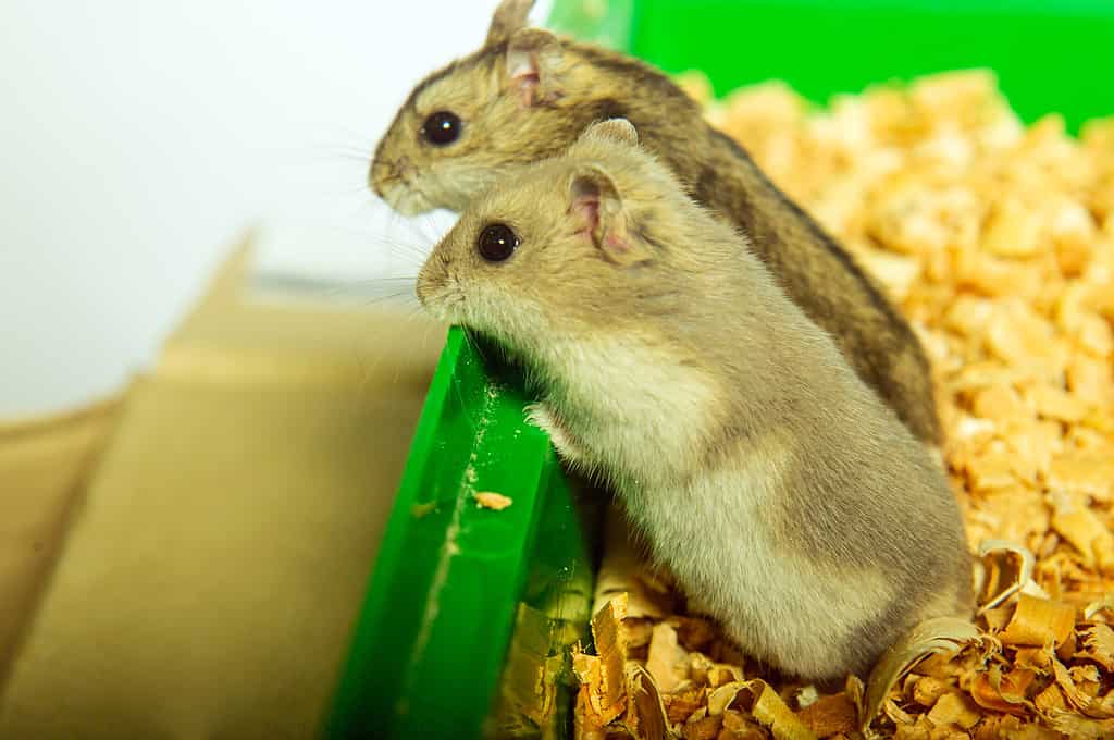 Syrian hamster in studio of his hamster house