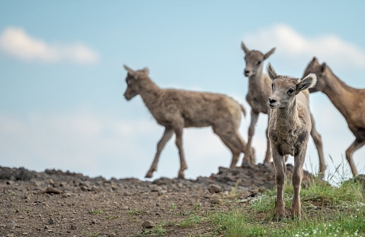 Something Grabs a Big Horn Lambs Attention