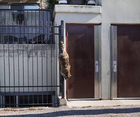 Urban raccoon climbing vertical down a fence.