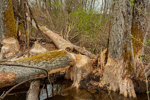 Beaver Evidence (Chewed Cut Trees)