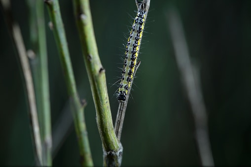 genista broom moth