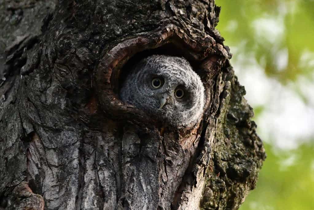 Baby Eastern Screech Owl