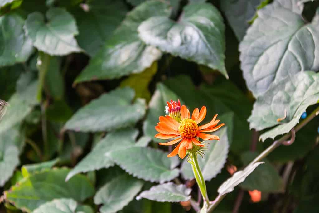 A close of a blooming Mexican Flame Vine on a slightly blurred background