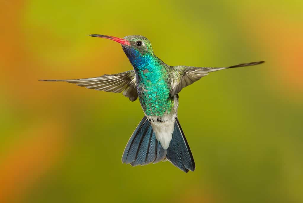 Broad-billed Hummingbird flying