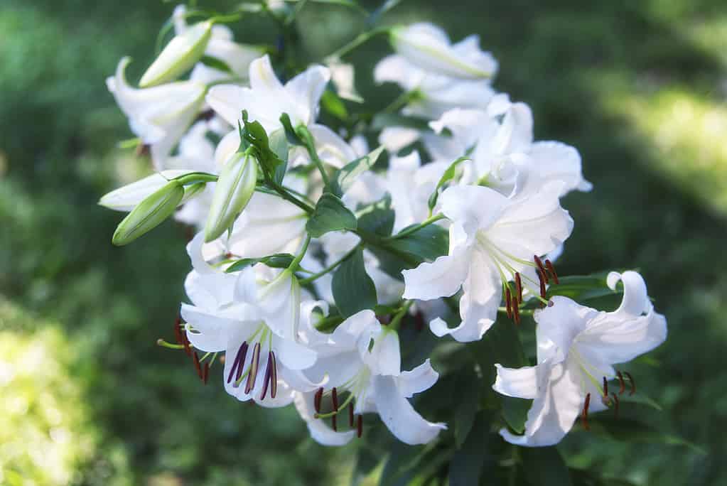 Casablanca white lilies in bloom