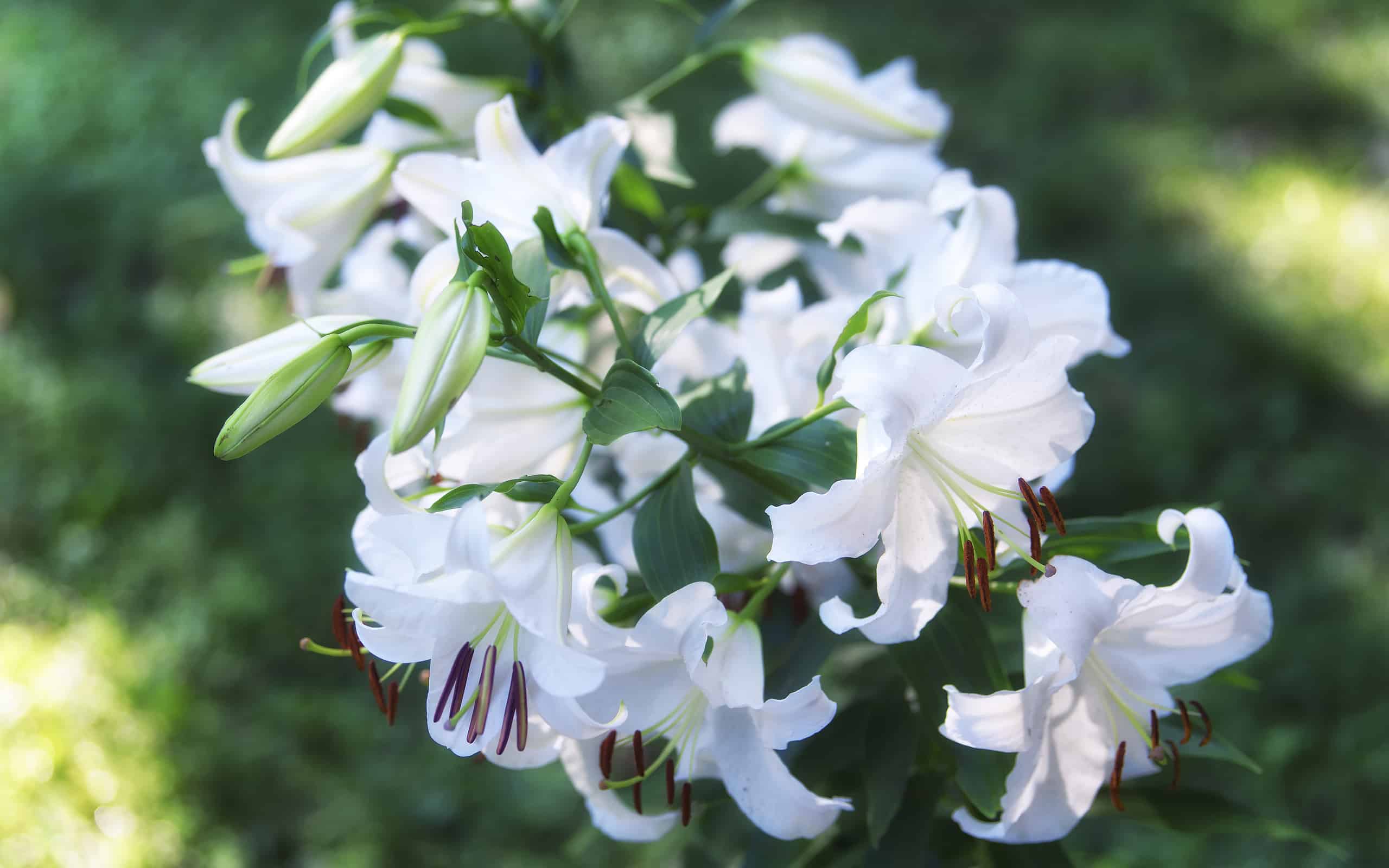 Casablanca white lilies in bloom
